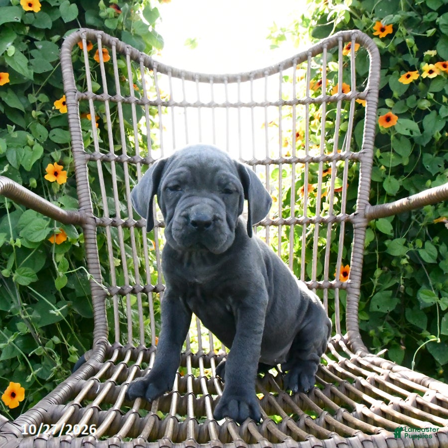 Cane Corso dogs for sale: Nova - Ad 1