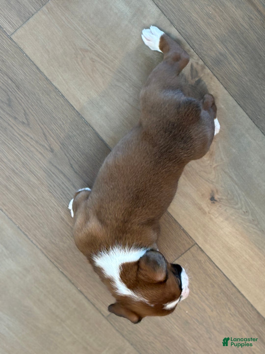 Boxer dogs for sale: Poppi - Ad 6