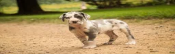 Great Dane dogs for sale: Braxton Great Dane  - Ad 1