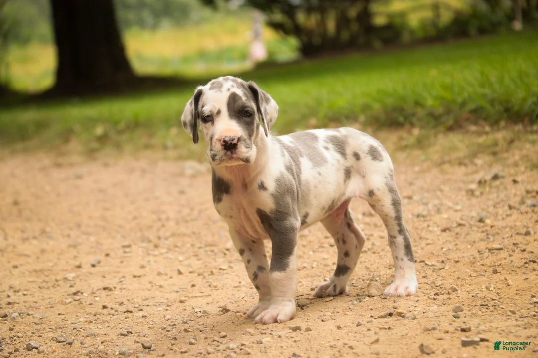 Great Dane dogs for sale: Braxton Great Dane  - Ad 1