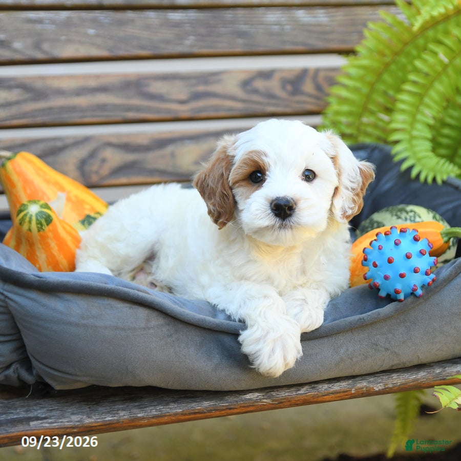 Cavapoo dogs Willaby - Ad 2