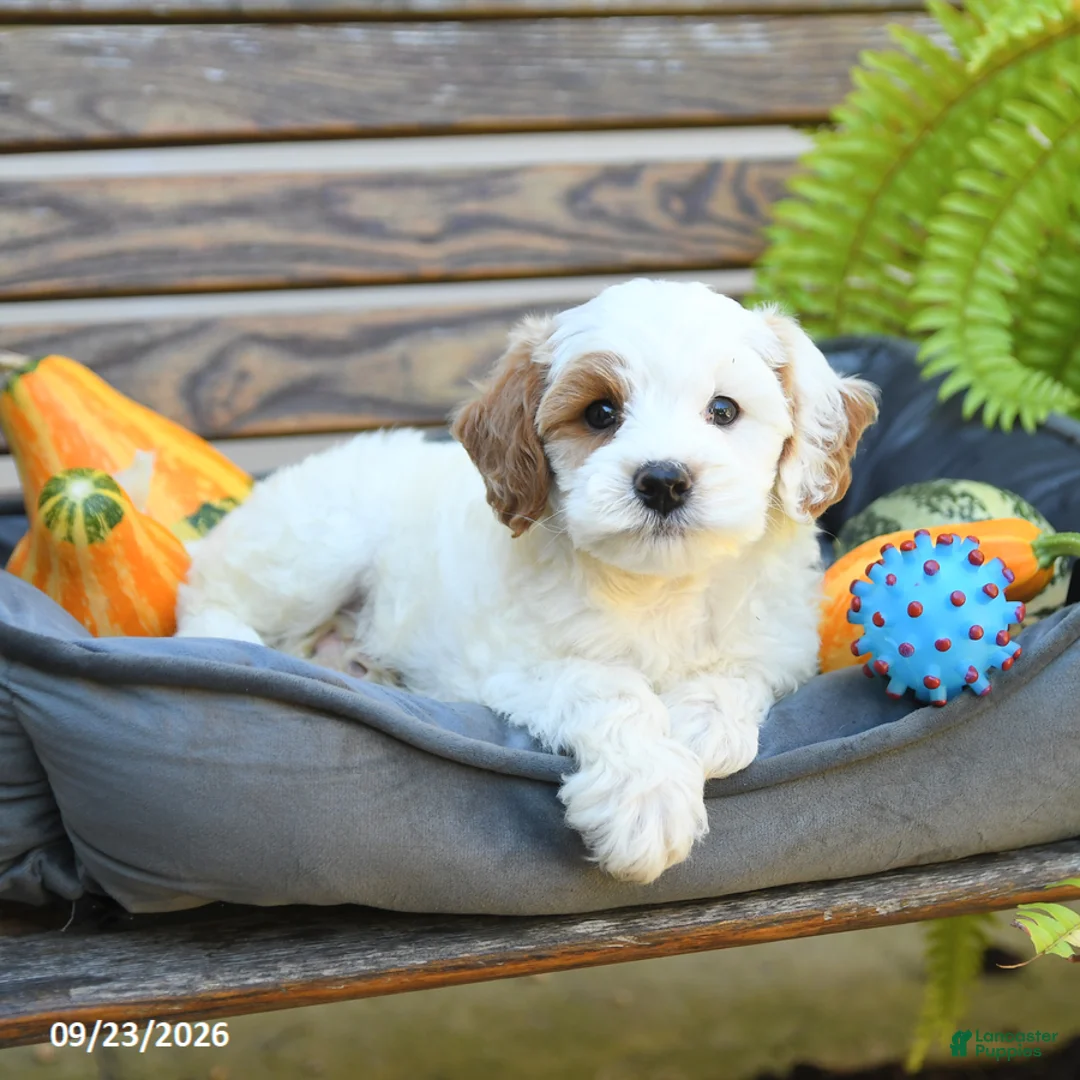 Cavapoo dogs for sale: Willaby - Ad 2