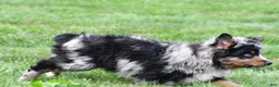 Miniature Australian Shepherd dogs for sale: Wilson - Ad 7