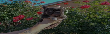 French Bulldog Puppy 1