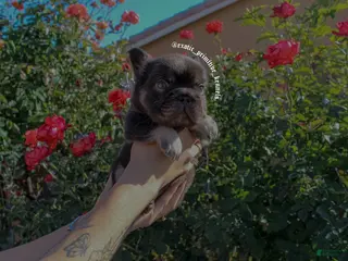 French Bulldog dogs for sale: French Bulldog Puppy 1 - Ad 1