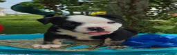 Olde English Bulldogge dogs for sale: Ed - Ad 4
