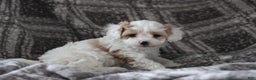 Cavapoo dogs for sale: Theo - Ad 8