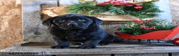 Labrador Retriever dogs for sale: Radar - Ad 5