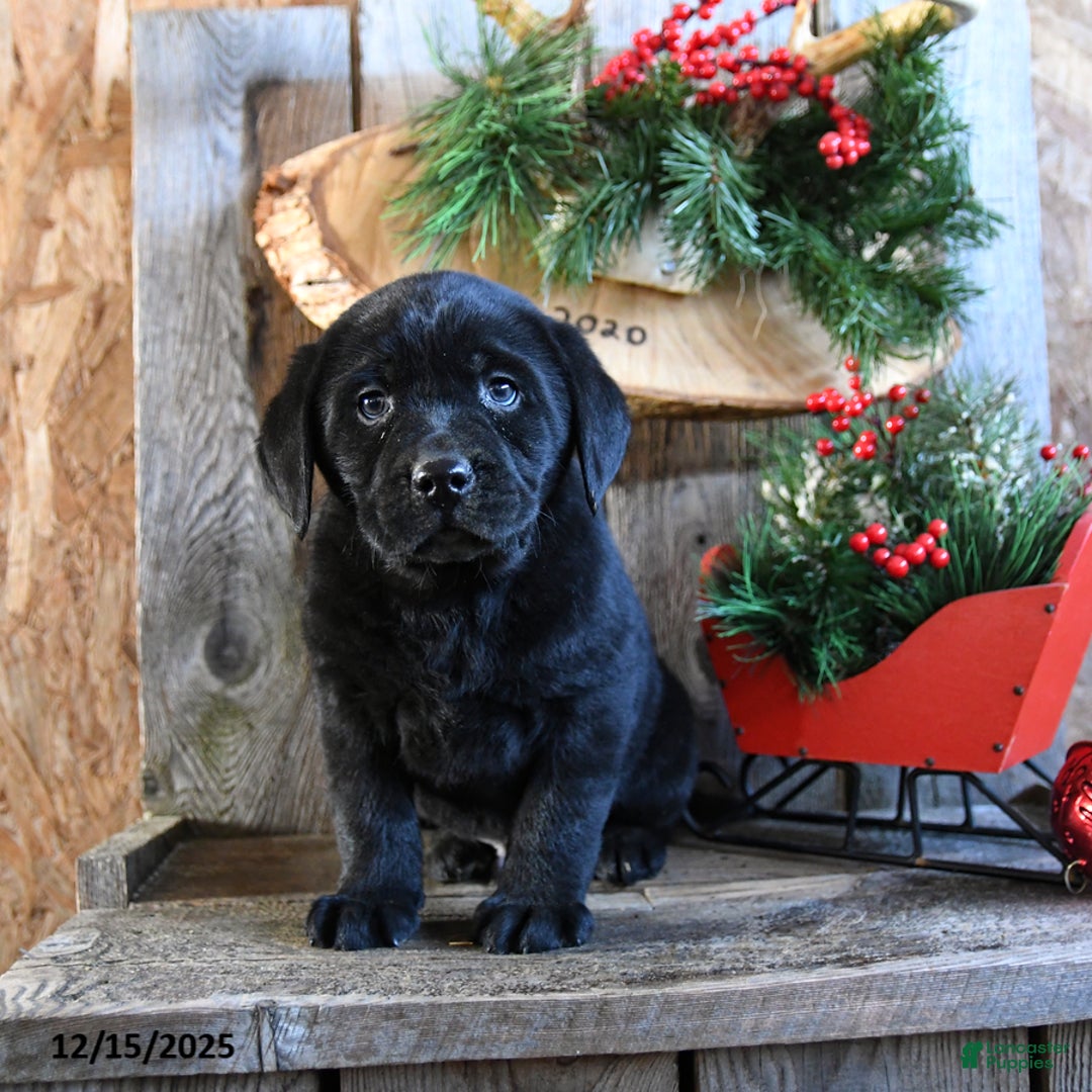 Labrador Retriever dogs for sale: Radar - Ad 5