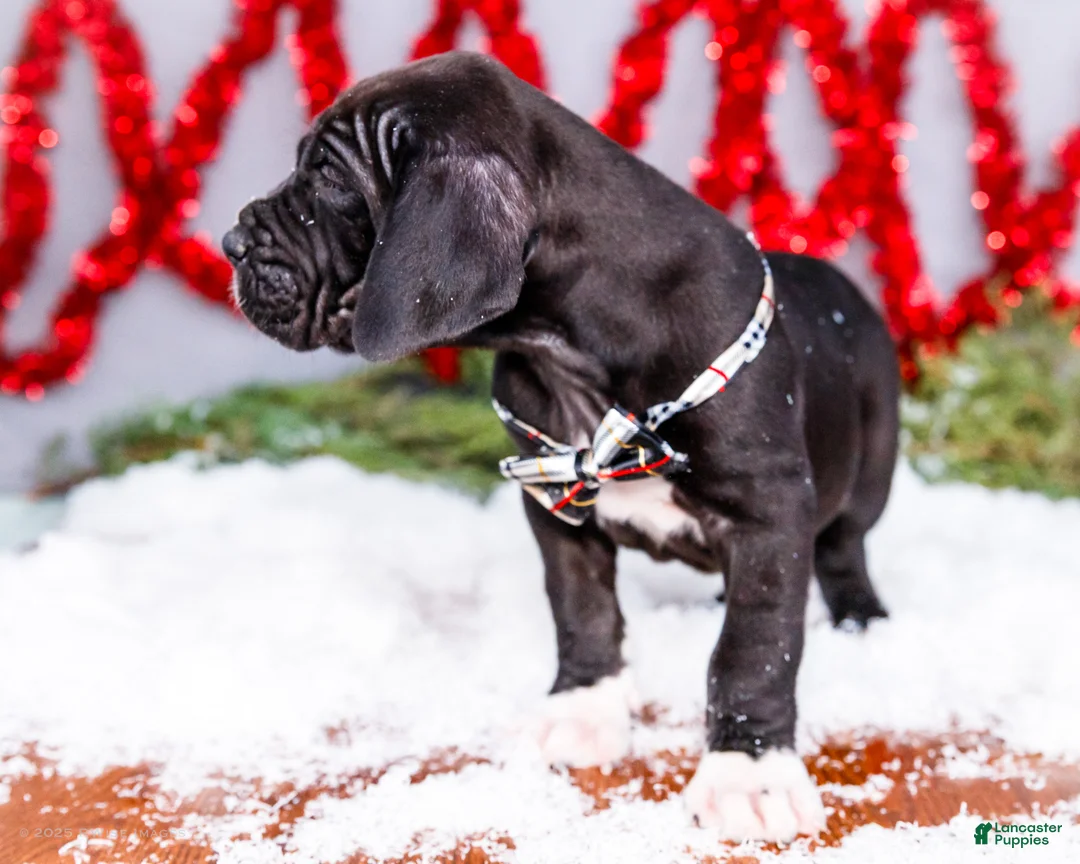 Great Dane dogs for sale: Noel - Ad 16