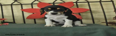 Selma
