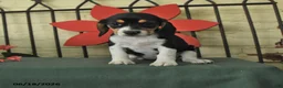 Beagle dogs for sale: Selma - Ad 1