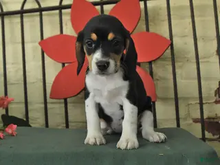 Beagle dogs for sale: Selma - Ad 3