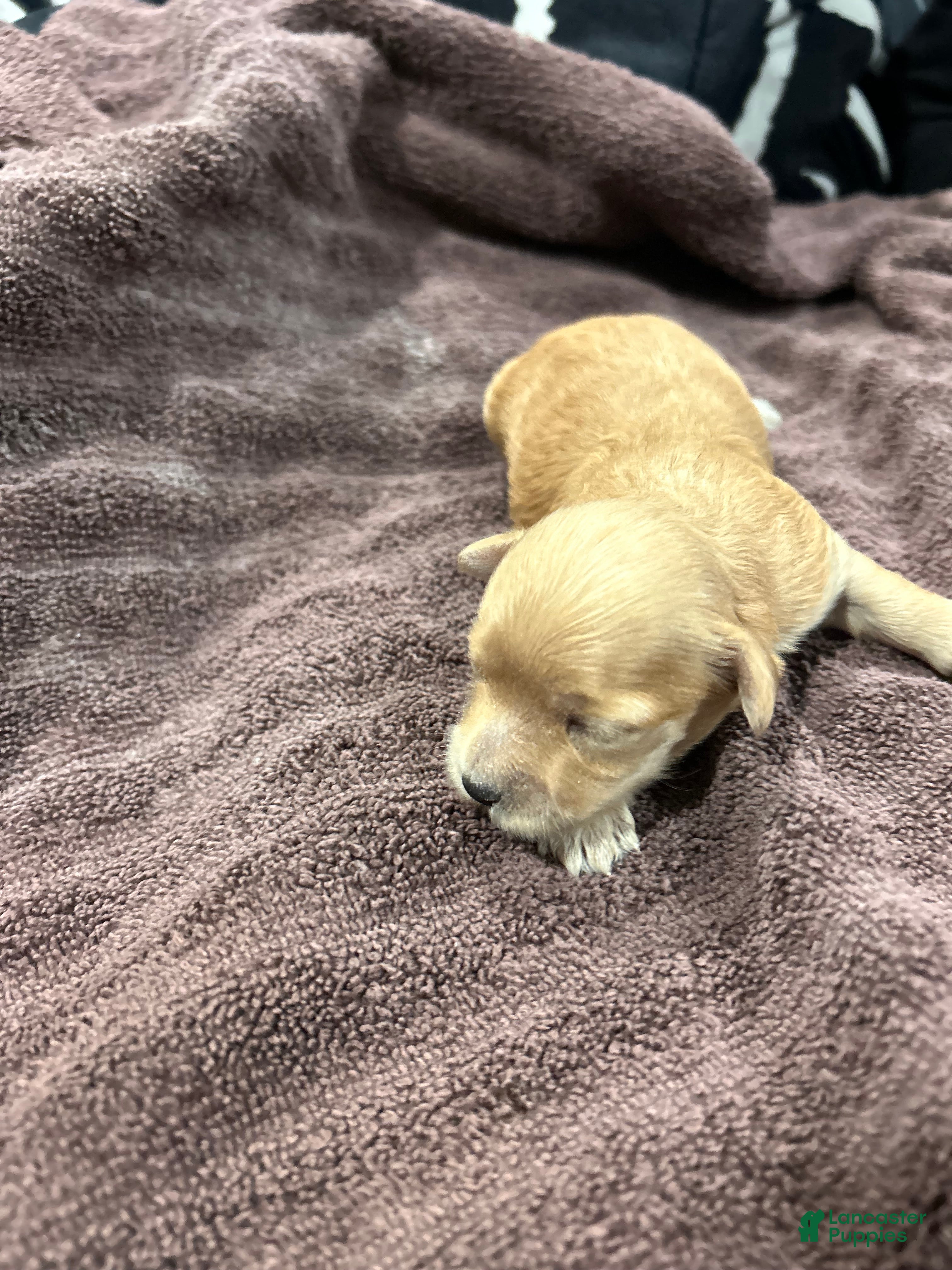 Mixed Breed dogs Mixed Breed 1 - Ad 30