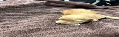 Mixed Breed 1