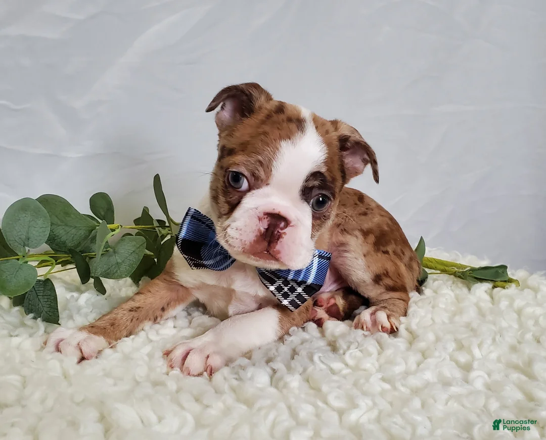 Boston Terrier dogs for sale: Jordan - Ad 4