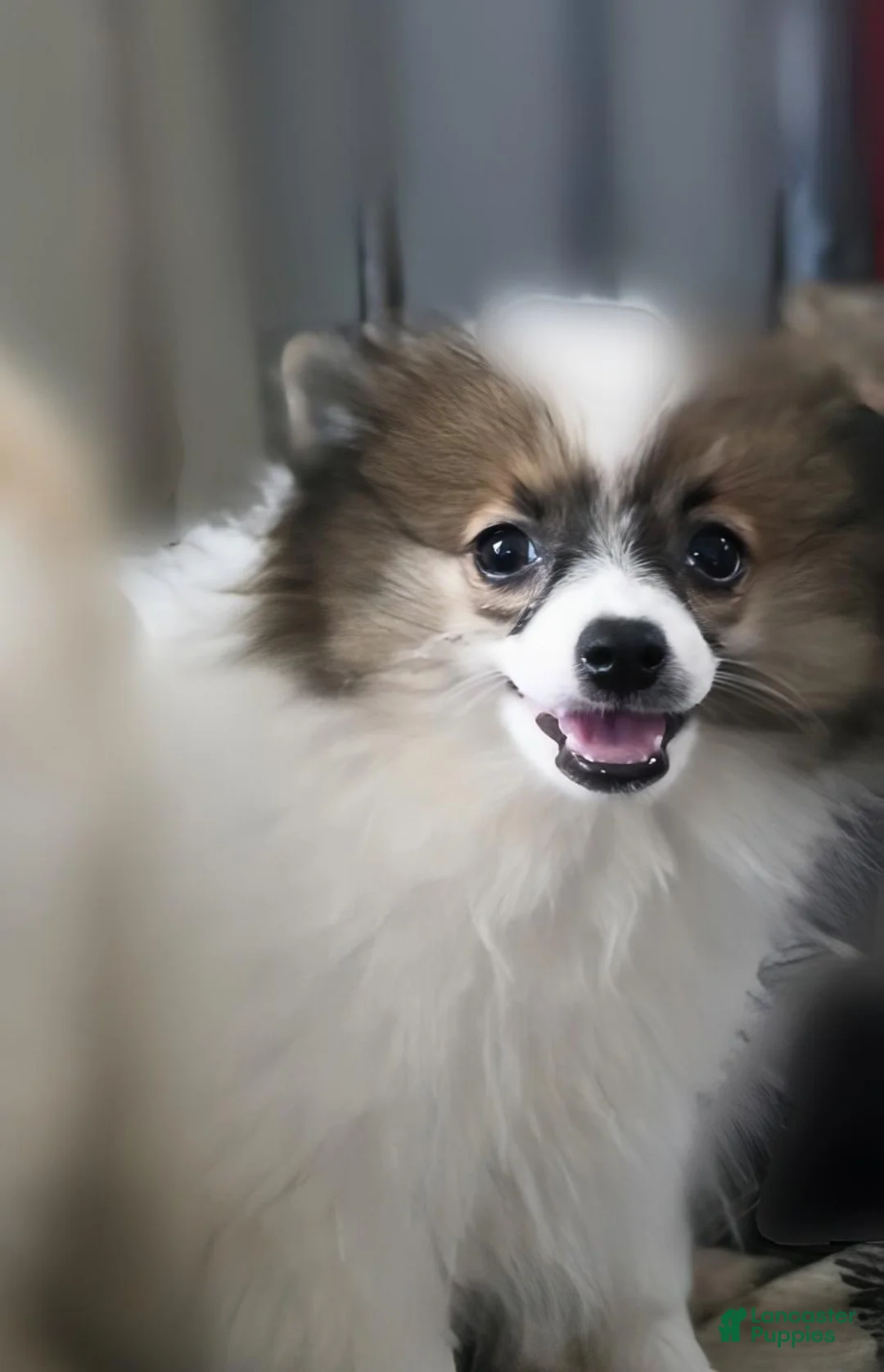 Pomeranian dogs for sale: Baby - Ad 2