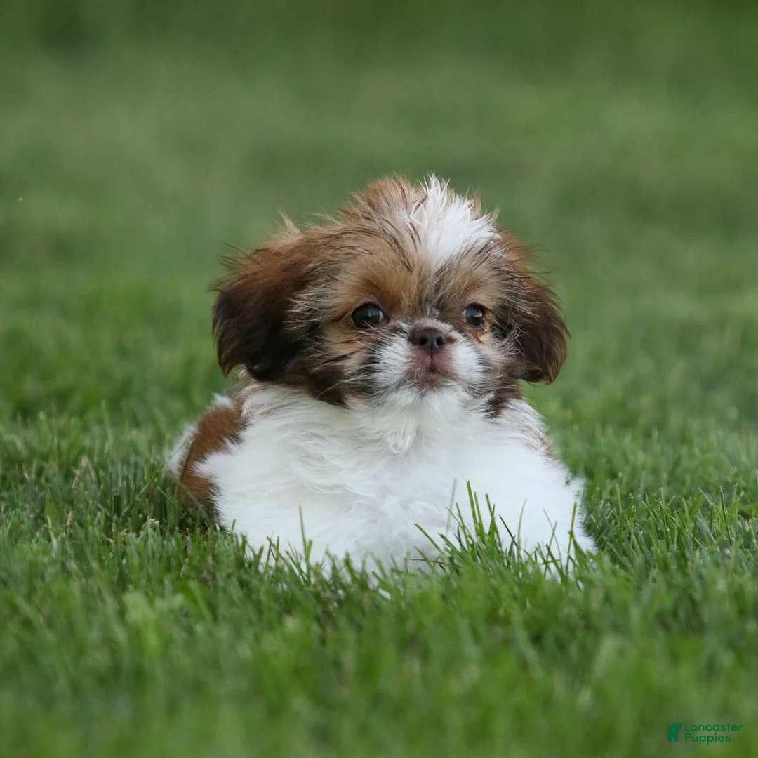Shih Tzu dogs for sale: Tulip Shih Tzu  - Ad 2