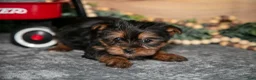 Yorkshire Terrier dogs for sale: Piper - Ad 3