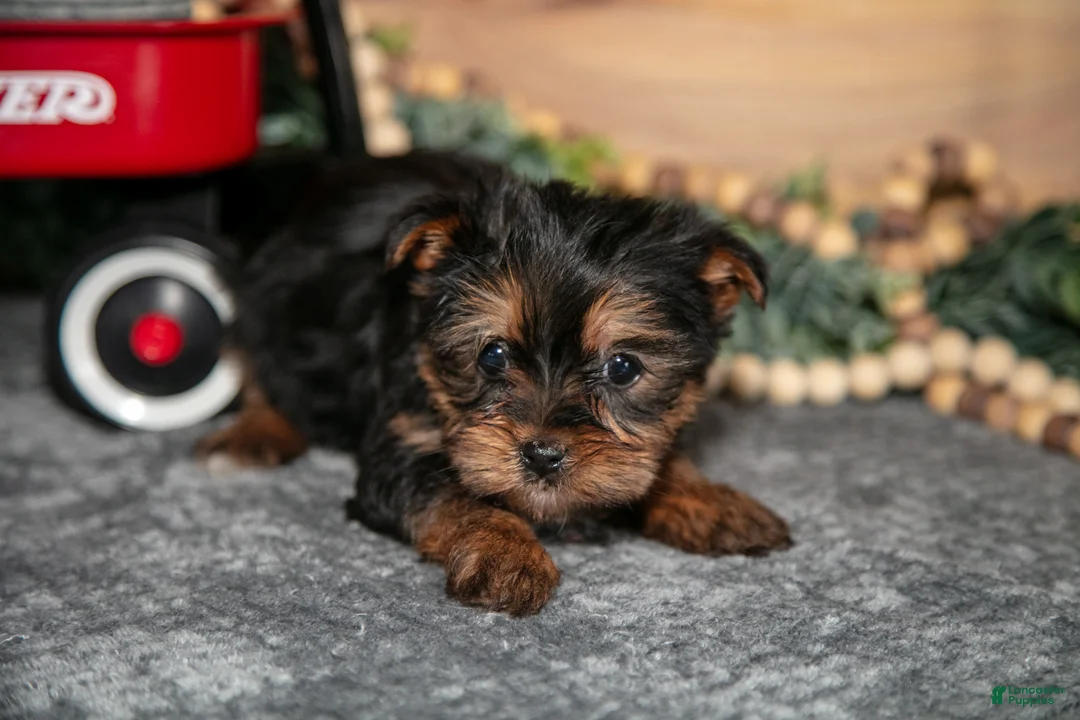 Yorkshire Terrier dogs for sale: Piper - Ad 3