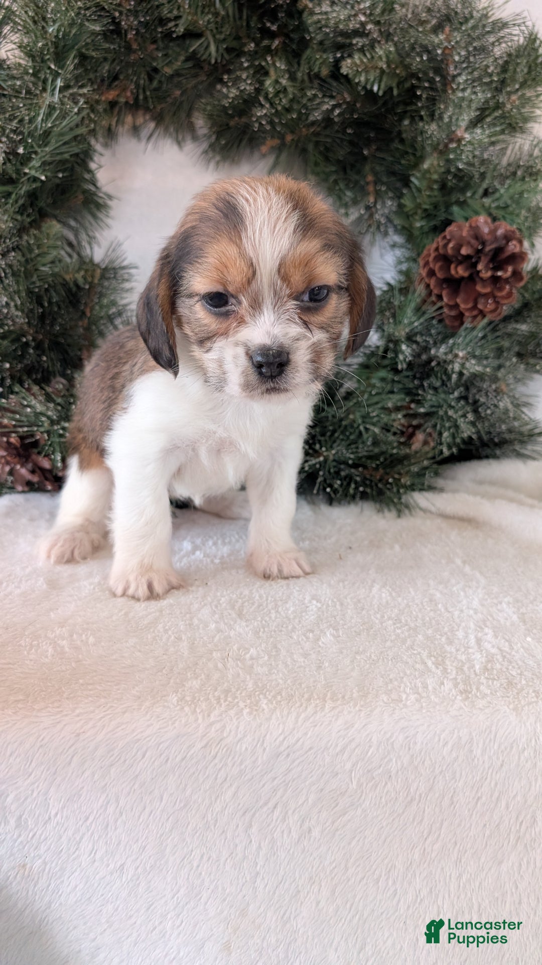 Mixed Breed dogs for sale: Mia  - Ad 9