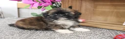 Shih Tzu dogs for sale: Hallie - Ad 3