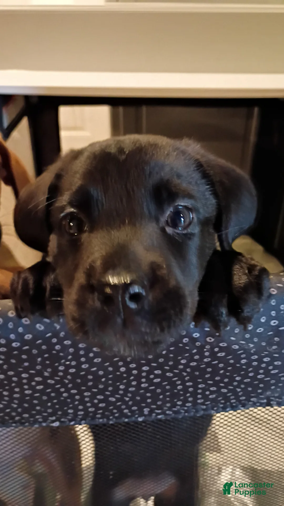 Mixed Breed dogs for sale: Mixed Breed Puppy 1 - Ad 1