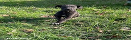 Great Dane dogs for sale: Tippy - Ad 5