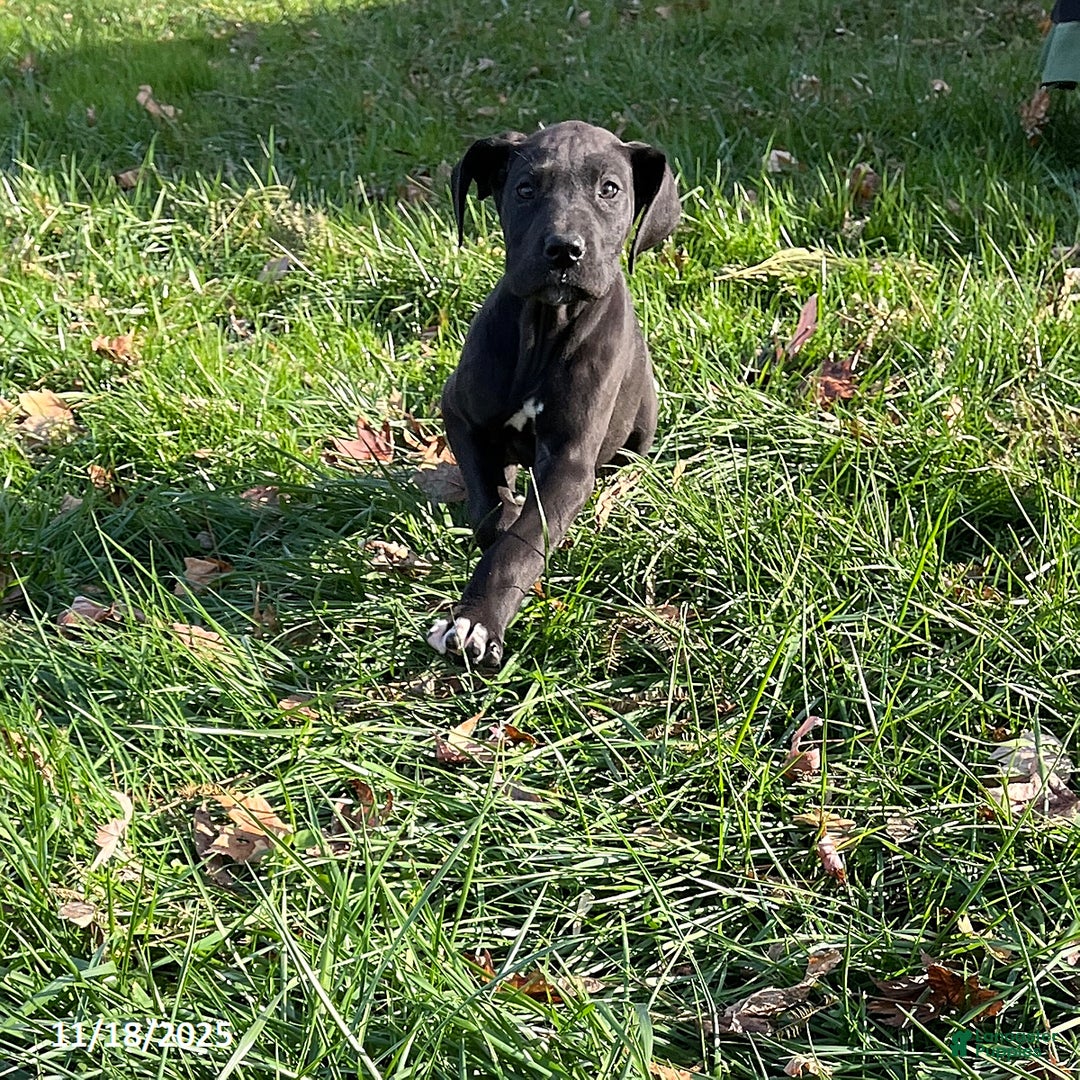 Great Dane dogs for sale: Tippy - Ad 5