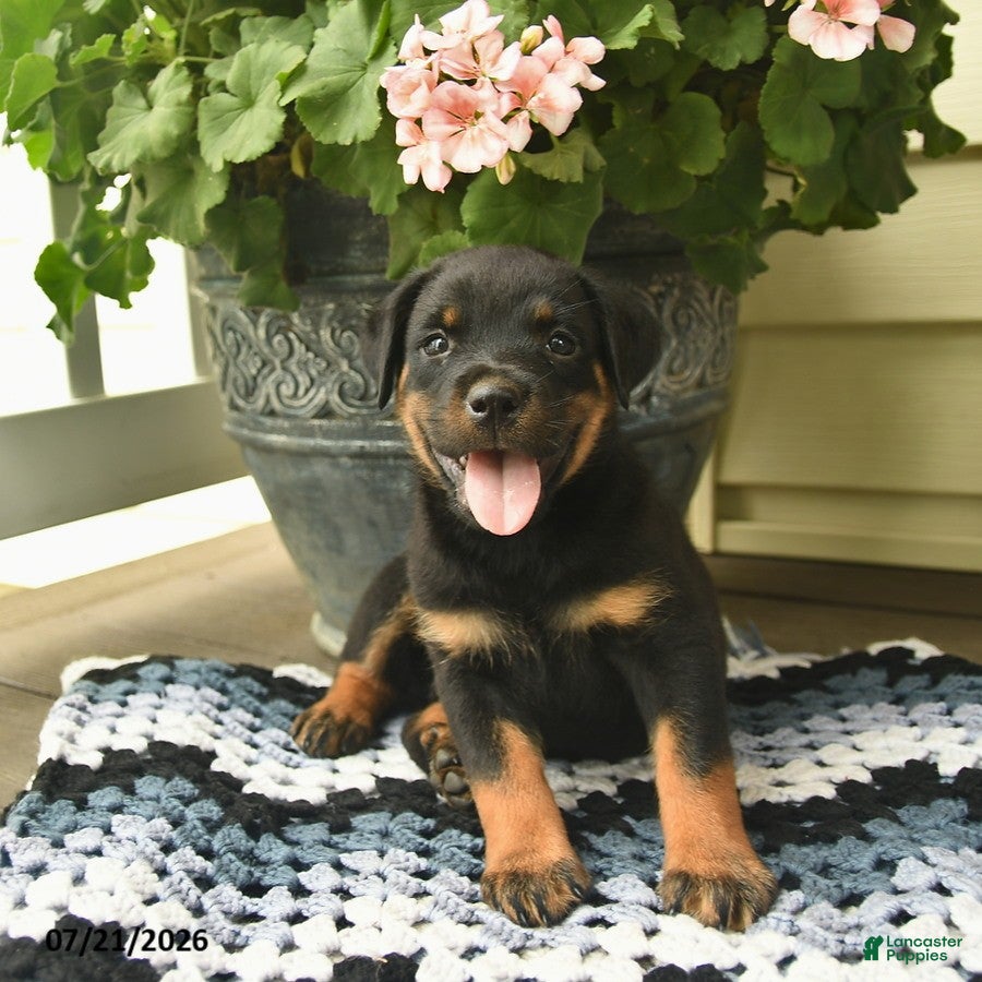 Rottweiler dogs Magnolia  - Ad 1