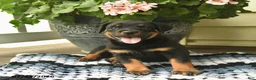 Rottweiler dogs for sale: Magnolia  - Ad 3