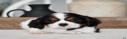 Cavalier King Charles Spaniel dogs for sale: Rowan - Ad 1