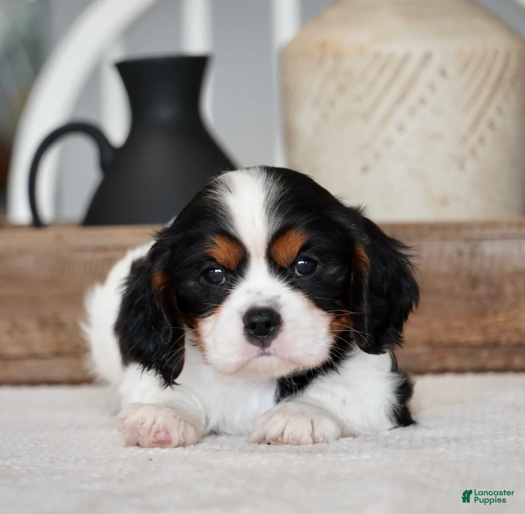 Cavalier King Charles Spaniel dogs for sale: Rowan - Ad 1