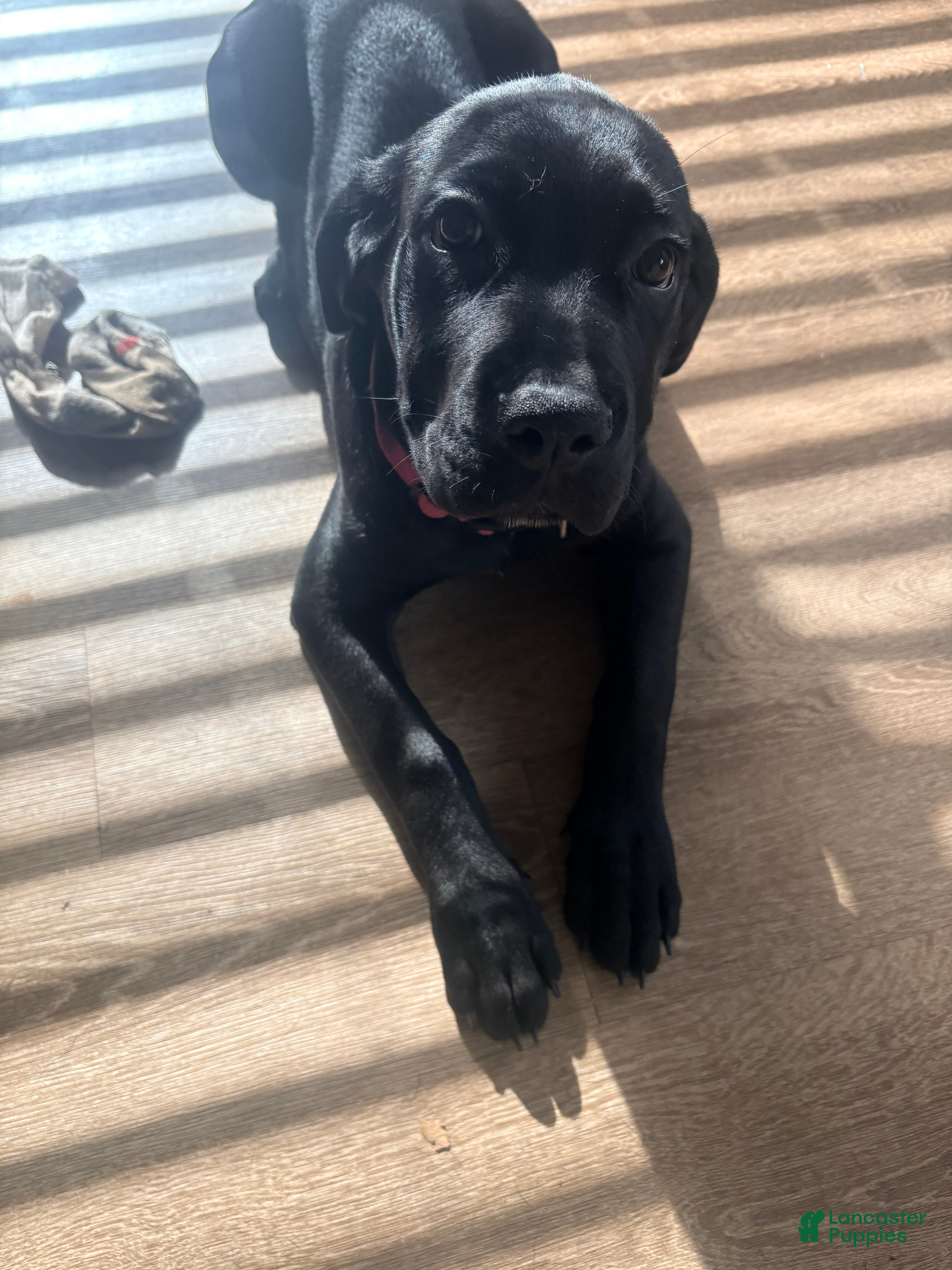 Cane Corso dogs Cane Corso Puppy 7 - Ad 1
