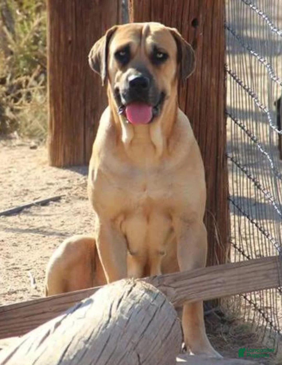 Mixed Breed dogs for sale: Bandogge Bart - Ad 12