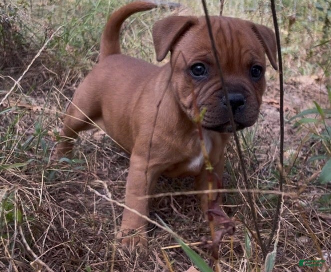 Tella (Staffordshire Bull Terrier, Female) in Fordland, MO