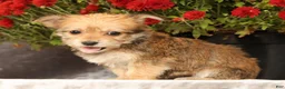 Yochon dogs for sale: Trinity - Ad 9