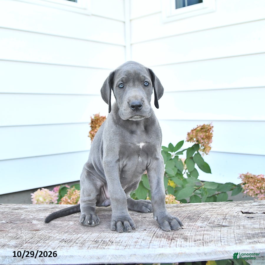 Great Dane dogs for sale: Lucy - Ad 2