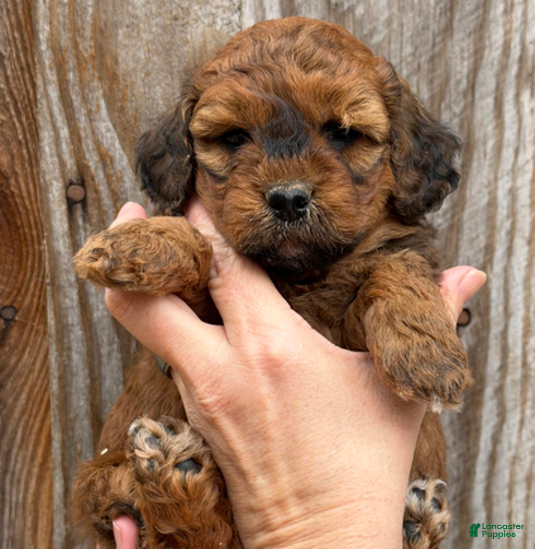 Goldendoodle dogs for sale: Purple Collar Girl - Ad 1