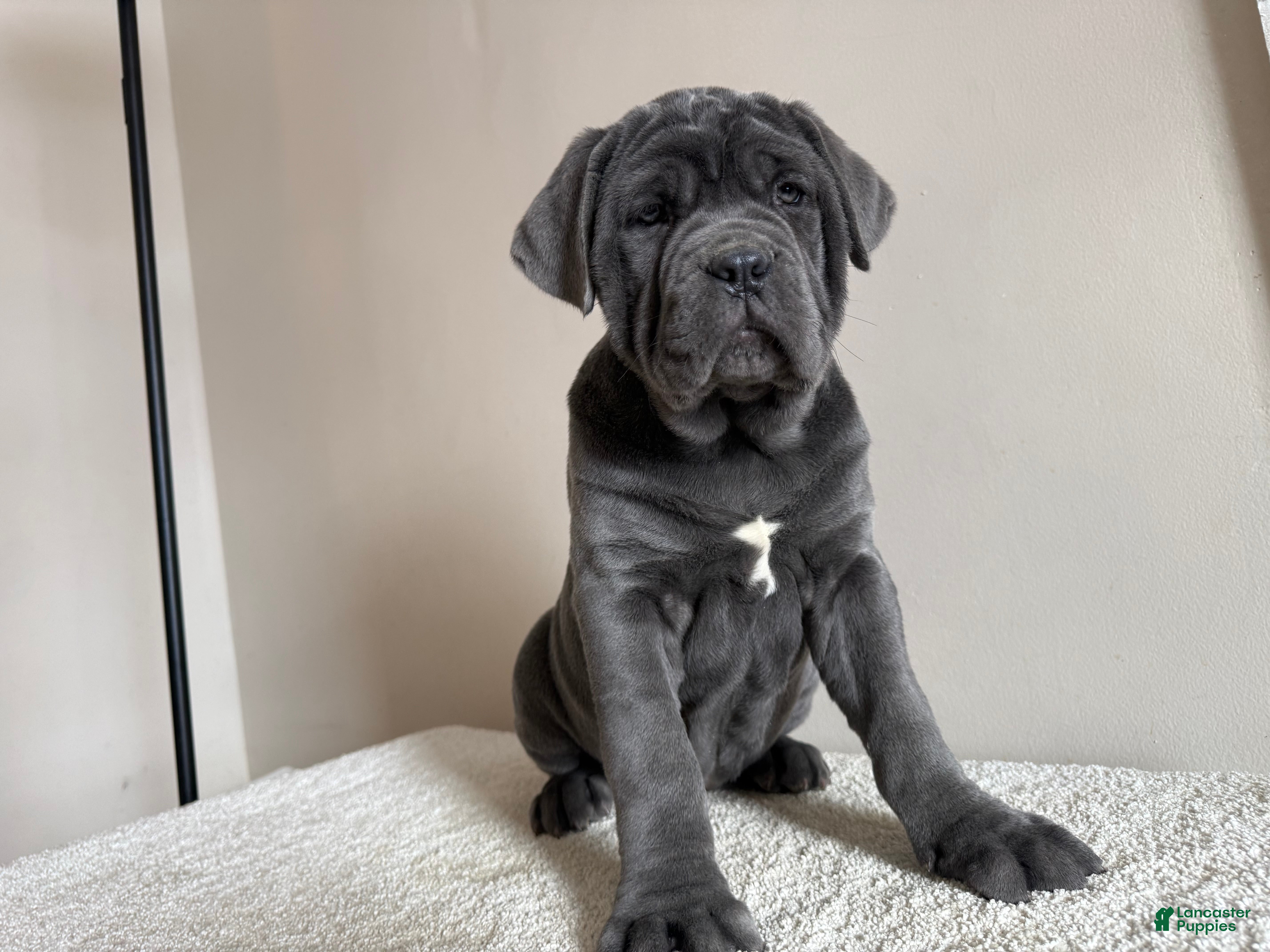 Cane Corso dogs Diamond - Ad 2