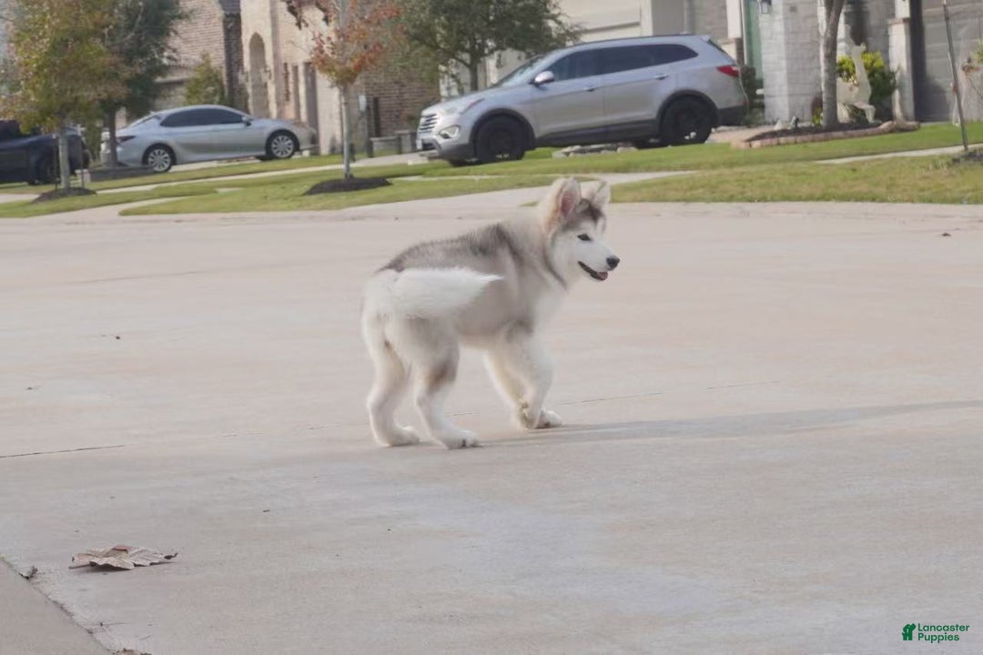 Alaskan Malamute dogs for sale: Xiao Lv - Ad 30
