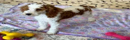 Mini Goldendoodle dogs for sale: Rita - Ad 4