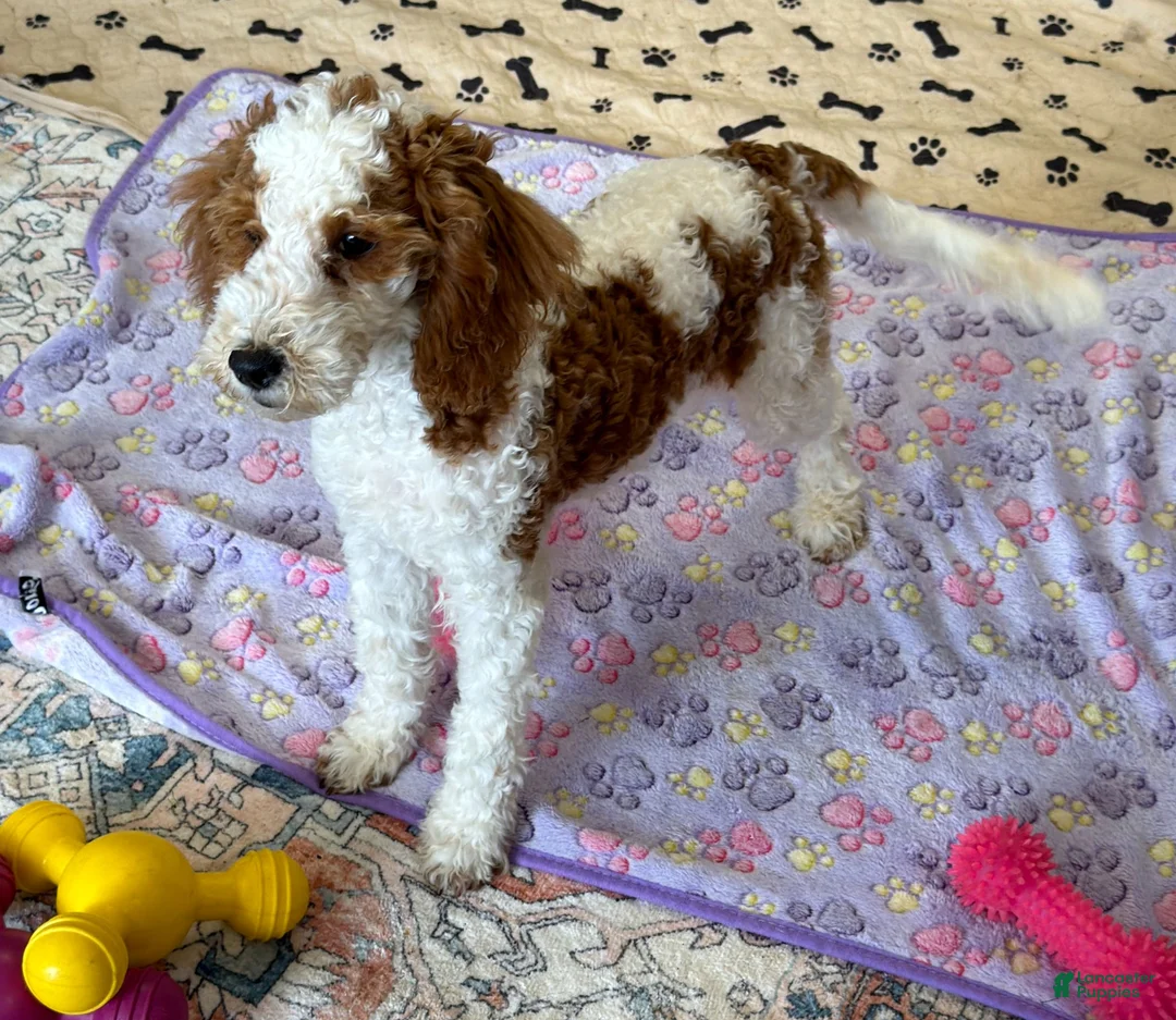 Mini Goldendoodle dogs for sale: Rita - Ad 4