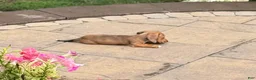 Dachshund dogs for sale: Sophie - Ad 4