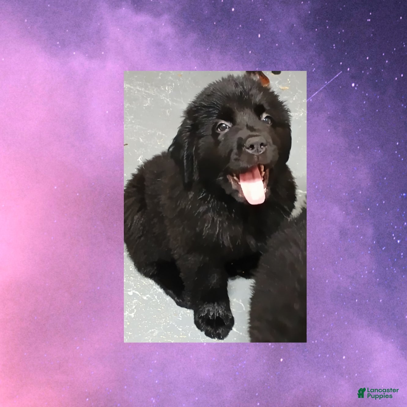 Newfoundland dogs Nala - Ad 2
