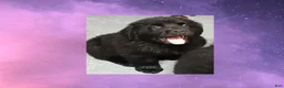 Newfoundland dogs for sale: Nala - Ad 2