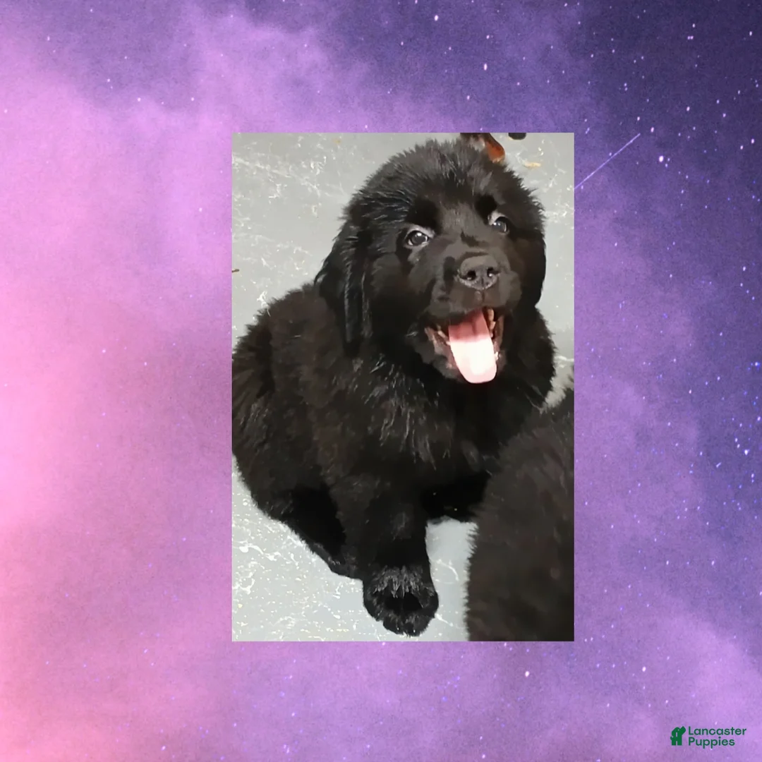 Newfoundland dogs for sale: Nala - Ad 2