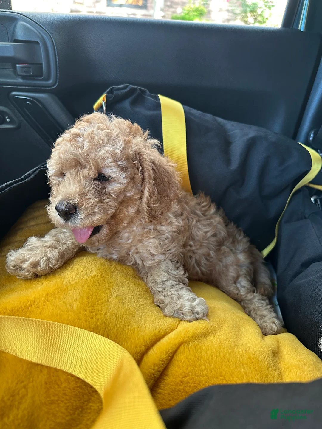 Havapoo dogs for sale: Tan - Ad 1
