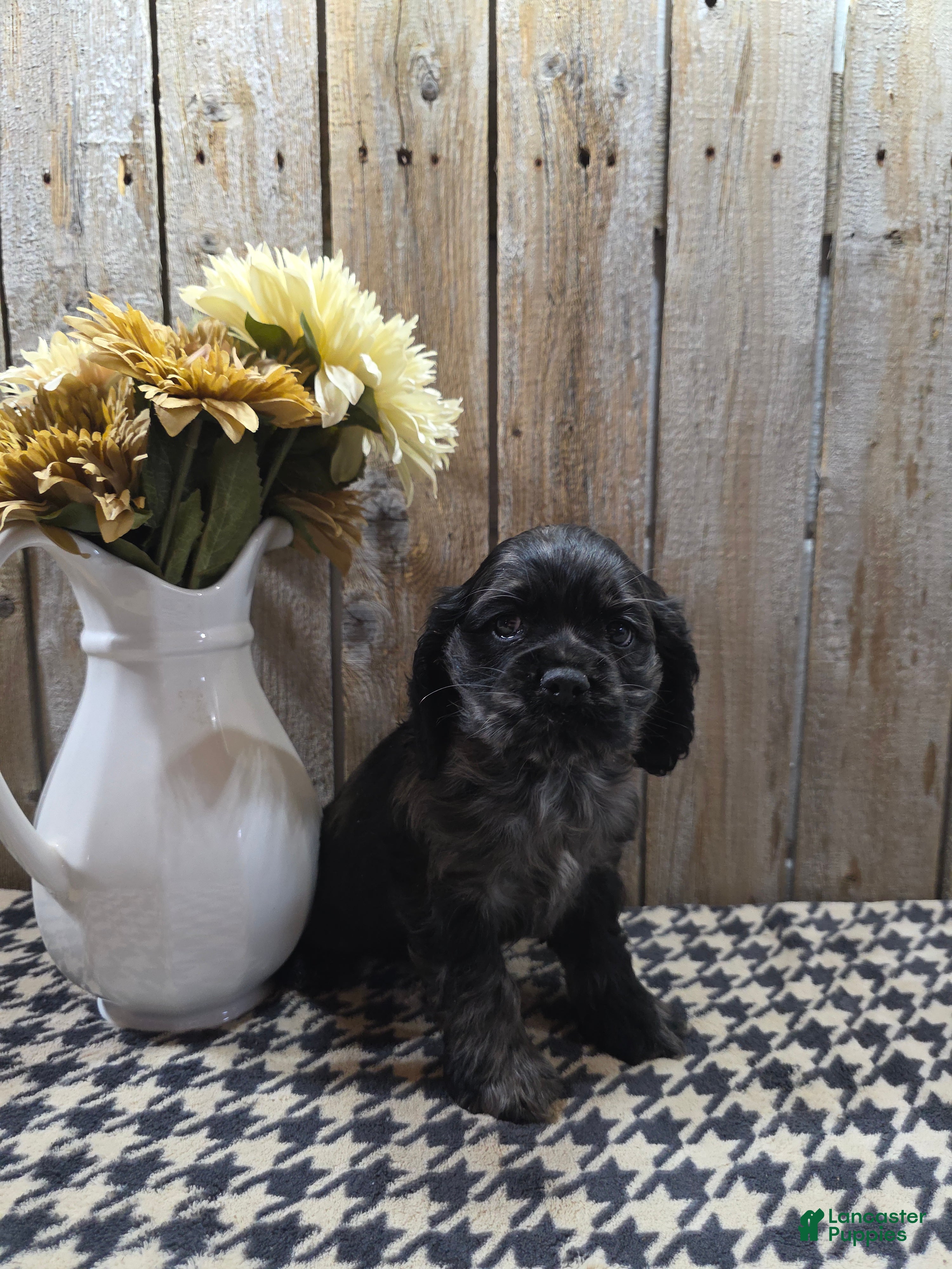 Cocker Spaniel dogs Tramp - Ad 2