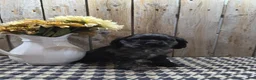 Cocker Spaniel dogs for sale: Tramp - Ad 2